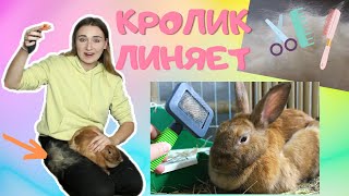 КРОЛИК ЛИНЯЕТ! ПОЧЕМУ КРОЛИК СИЛЬНО ЛИНЯЕТ? / КАК ВЫЧЕСЫВАТЬ КРОЛИКА? / ДЕКОРАТИВНЫЙ КРОЛИК УХОД!