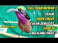 SUARA BURUNG KOLIBRI NINJA GACOR FULL ISIAN TEMBAKAN MEWAH, DIJAMIN COCOK BUAT PANCINGAN KONIN BAHAN