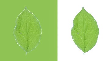 Opacity Map in V Ray Next for SketchUp