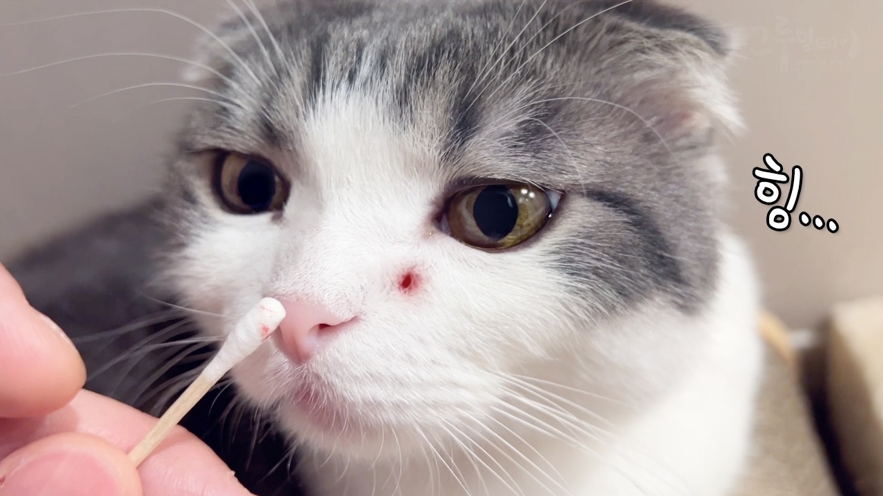 Советы по уходу за подушечками кошачьих лап от владелицы кошки с 7-летним стажем.