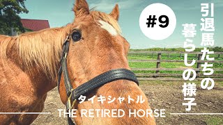 馬たちの暮らしの様子#9 | Retired Horses Life