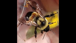 bumble-bee-bee Rusty-patched bumble bee ID - YouTube