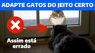 Como NÃO ADAPTAR UM GATO com OUTRO GATO? | ERROS COMUNS NA ADAPTAÇÃO ENTRE GATOS