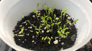 How to Germinate Dragon Fruit Seeds Part 1