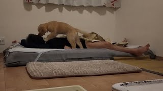 初めて子犬と一緒に寝る。一体どんな行動をするのか楽しみです。【Golden Retriever japan】