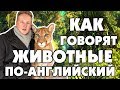 КАК ГОВОРЯТ ЖИВОТНЫЕ ПО-АНГЛИЙСКИ???