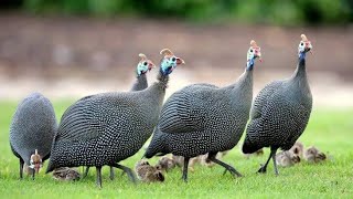 ginueafowl for sale in Maharashtra.pune call 9403004923 by Saee Agro Farm 10,824 views 5 months ago 2 minutes, 17 seconds