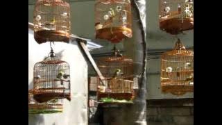 溪哥的愛將 - 野訓、綠繡眼的基地Shàng qīng-xī gē de ài jiàng, yě xùn, lǜ xiù yǎn de jīdì