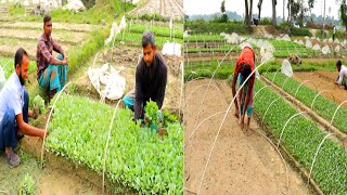 চুড়ামনকাটিতে কপির চারা করে এক মৌসুমে 20 কোটি টাকা আয়।