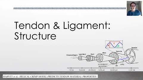 Biomechanics: Tendon Structure