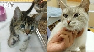 Volunteering in Cat Shelter  Healing by Kitties