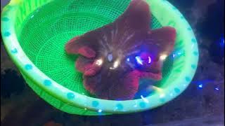 ANEMON KARPET MERAH CUMA 2JUTA COYYY