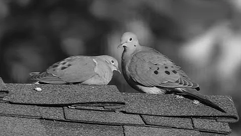 Courtship of the Mourning Dove