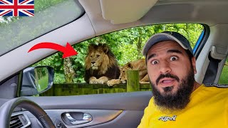 Going to Biggest wild safari 🐅 in England 🇬🇧 | Day 8 | UK trip | Mustafa Hanif BTS | Daily vlogs