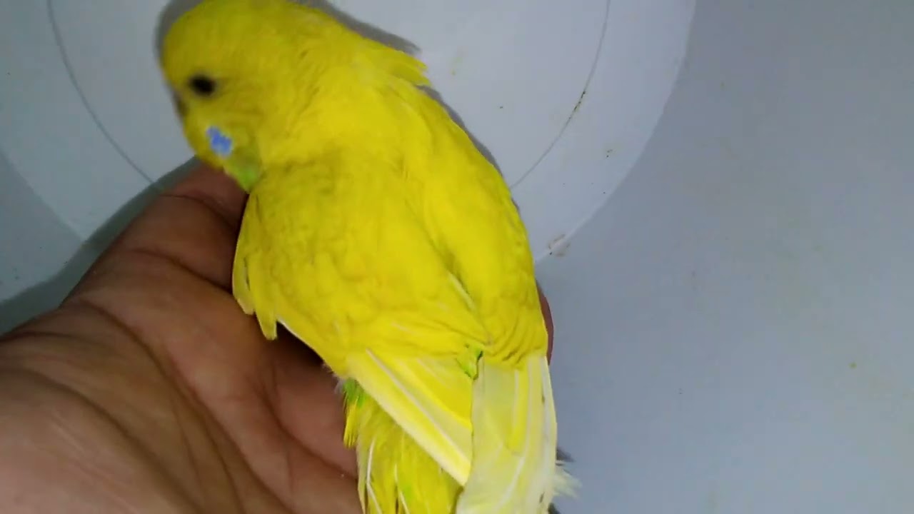 Vogeltraining leicht gemacht Effektive Methoden für jeden Halter