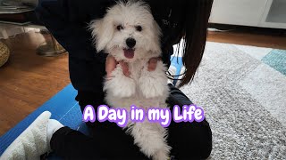 A Day in the Life of a Puppy (4 month old)