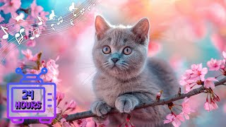 24 HOURS of Music For Cats Relief Stress! Soothing Cat Therapy Music, Peaceful Relax Music #15