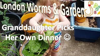 Container Garden: Granddaughter picks her own dinner.