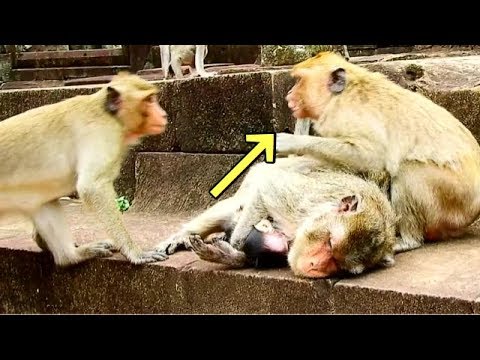 pet monkey canada Dee Dee not allow Joke disturbance Marry cos Marry pain leg