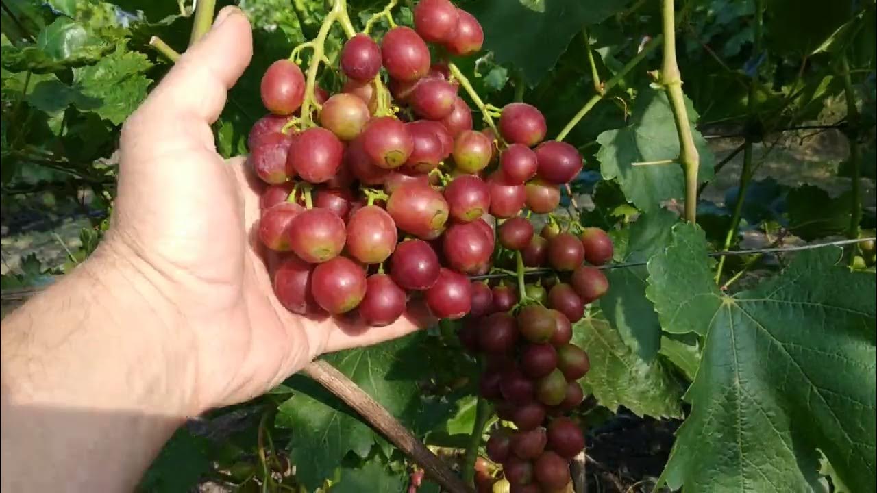 Энергодар Калугина В.М. - YouTube