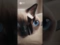 Siamese Cat's Dignity SHATTERED! 💔 He Thought He Was Above Cake Drama#shorts