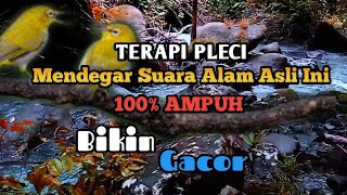 Terapi Pleci Stres | 100% Gacor Mendengar Suara Alam Ini