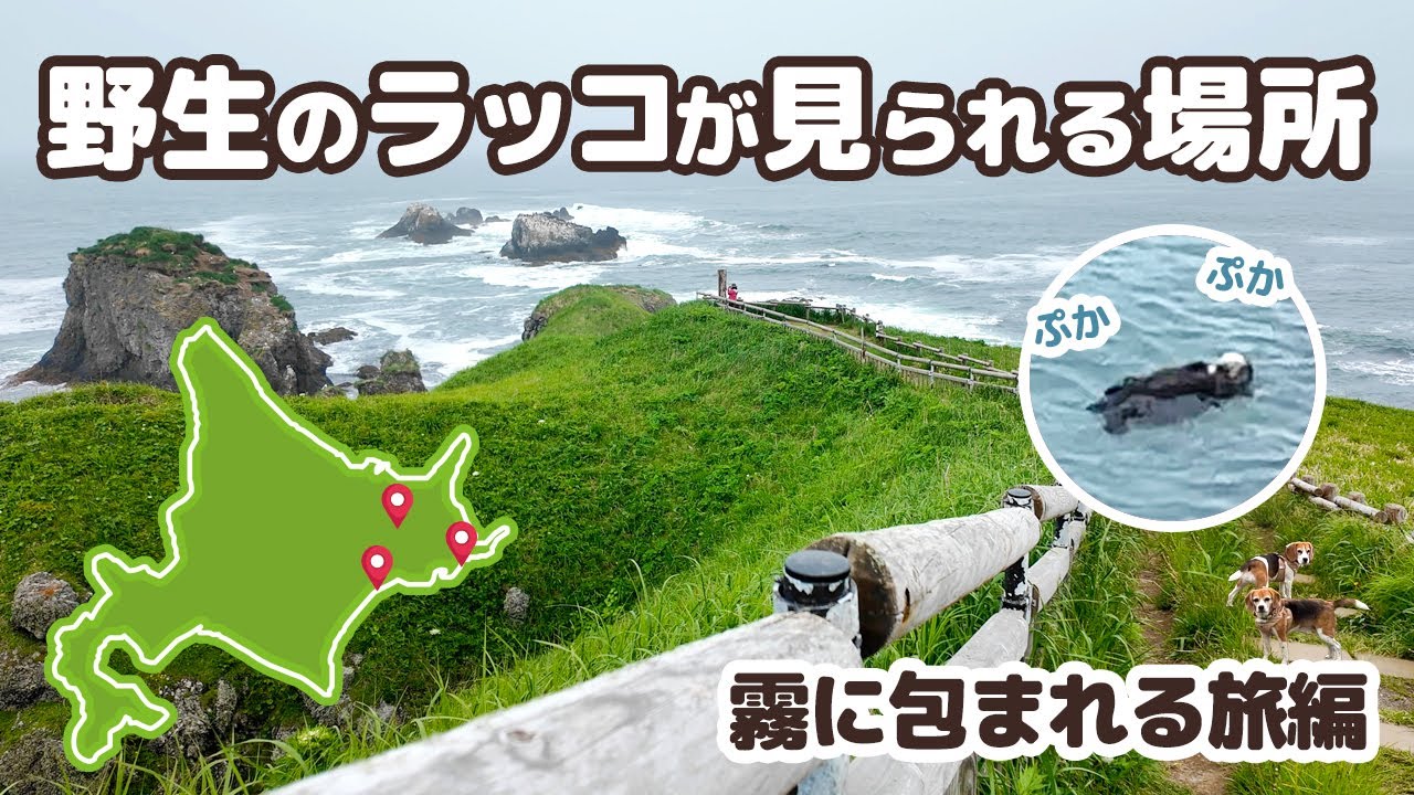 霧多布岬で野生のラッコ親子に癒される♪浜中町でルパン三世聖地巡り【犬連れ夫婦の北海道一周車中泊旅 #08】