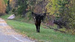 Saskatchewan Bull Elk- Tangled Head Gear - Rod Young Photography