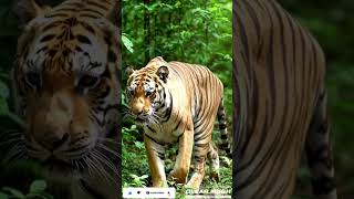 Ai-generated (Tiger) Shorts Video #shorts #short #shortvideo #ai #tiger