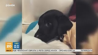 Жестокое убийство щенка в Турции: что произошло? Жестокое убийство щенка в Турции: что произошло?