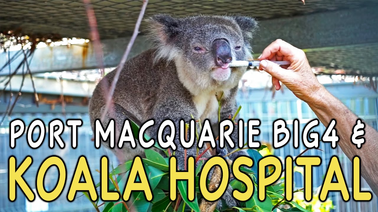 Port Macquarie, Australia Koala Hospital & Big4 Holiday Park YouTube