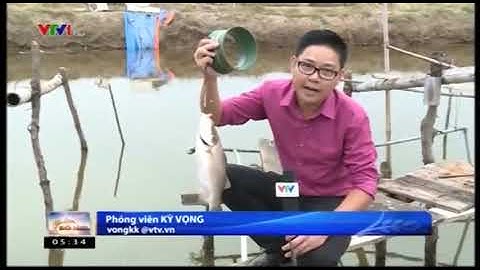 Đài VTV nói về Cá Chẽm (Cá Vược) nuôi trong ao