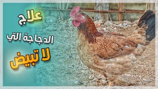 كيف علاج الدجاجة التي لا تبيض بدون سبب ؟