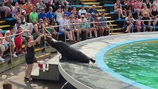 Our Friends From The Sea  Sea Lion Show At Hershey Park  72023