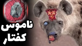 ناموس کفتار چه فایده ای دارد | طلسم خوشبختی با ناموس کفتار