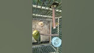 Kecial lombok timur suara anak ayam