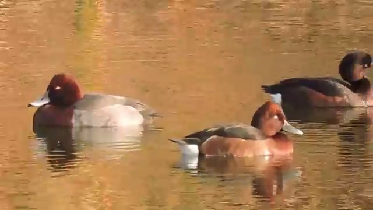 Hybrid, Ferruginous Duck (Aythya nyroca)Common Pochard (Aythya ferina