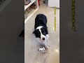 A Dog, Some Cash, and a Mission#shorts #foryou