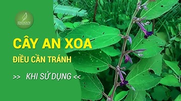 Cây an xoa chữa bệnh gì? Điều cần tránh khi dùng an xoa