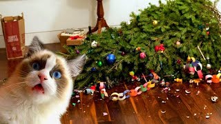 BEST DANK CAT MEMES COMPILATION OF 2020 PART 5 (from TikTok) LIFE WITH CAT