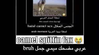 Camel Fr