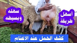 كشف الحمل عند الاغنام بطريقه سهله وبسيطه للمبتدئين  sheep videos