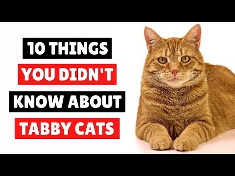 วีดีโอ: ความจริงเกี่ยวกับ Tabbies: พันธุศาสตร์แมว Tabby ขั้นพื้นฐาน
