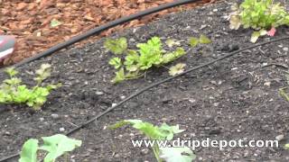 This video shows how to setup a drip irrigation system for small
irregular shaped gardens (ones not planted in straight rows). learn
more visit us at: htt...