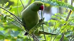 Kicau Burung Parkit Raksasa  - Durasi: 4:54. 