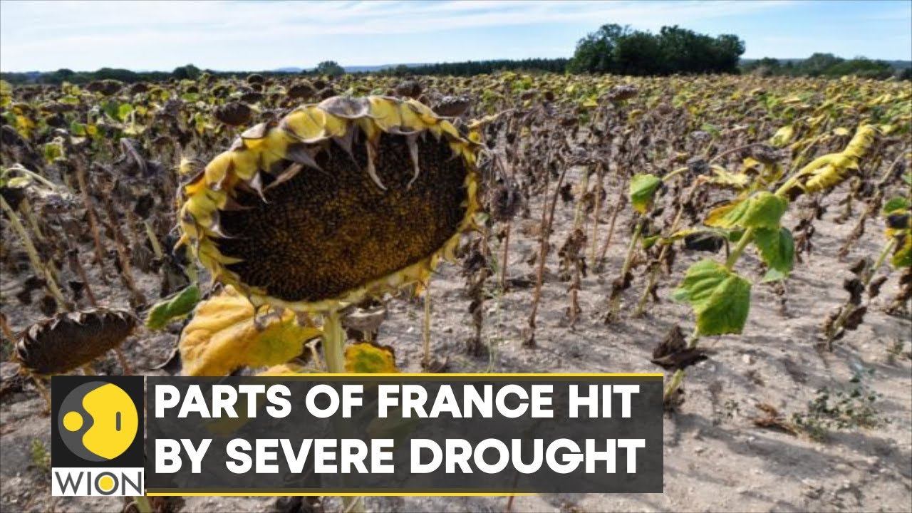 WION Climate Tracker: Sunflowers & Lavender production to drop in France | World News