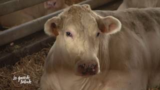 La Grande Balade Viande Bovine Apaq-W