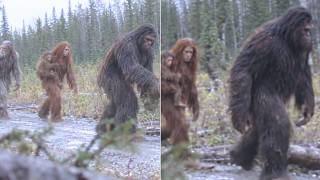 The Sasquatch Are Spreading Across Canada — And They're More Dangerous Than Before screenshot 1