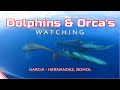 Dolphins &amp; Orca's (Killer Whales) in  Garcia-Hernandez, Bohol
