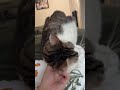 Video of adoptable pet named Garbanzo